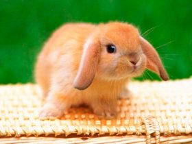 ¿Por qué los conejos tienen las orejas largas?
