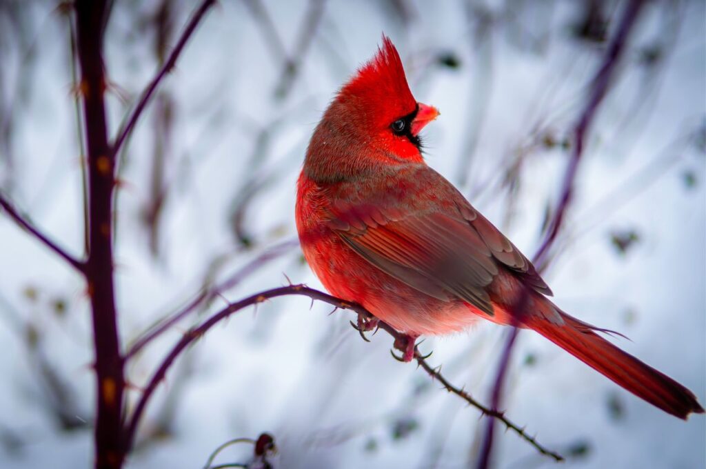 La leyenda del cardenal rojo